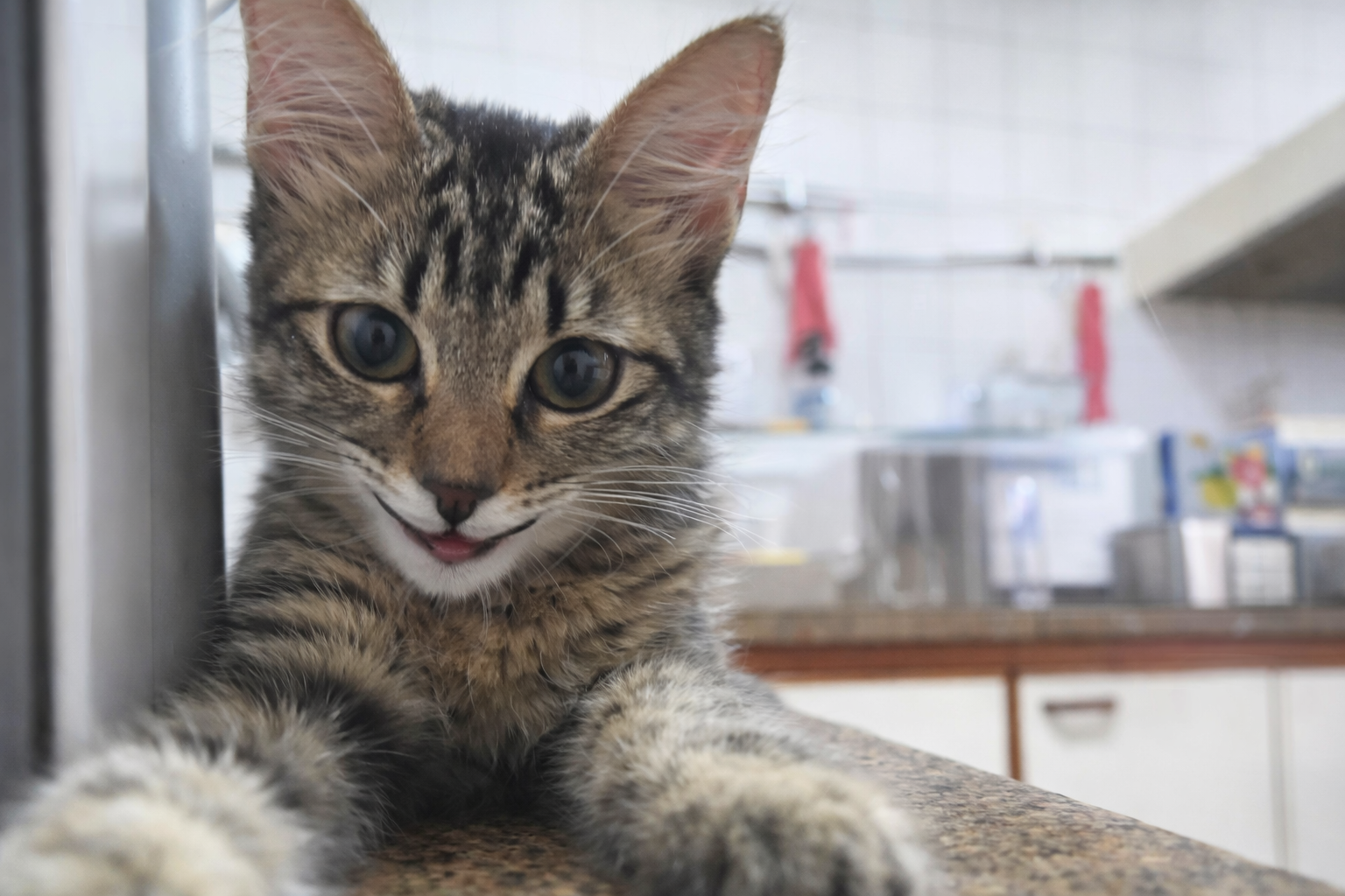 ChatGPT Image 31 de mar. de 2026, 09_40_27